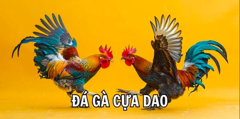 Đá gà cựa dao trực tuyến là gì?